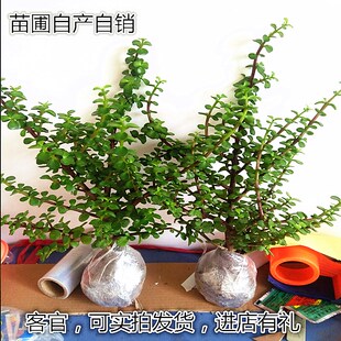 盆栽植物办公桌雅乐之舞书房 金枝玉叶多肉室内绿色花卉绿植 阳台