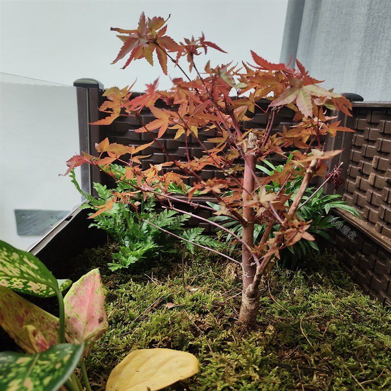 黄缘龟造景植物 专用绿植安缘龟缸造景观 陆龟乌龟箱微生态环境图片