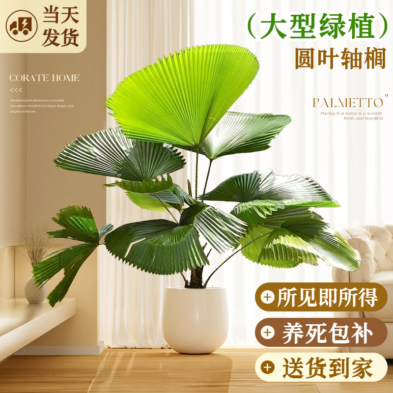 圆叶轴榈盆栽办公室内客厅落地大号大型绿植好养活大叶植物禄植
