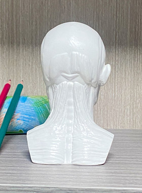 人体头颅肌肉头骨模型骨骼美术素描医学生教学骷髅模具半胸石膏像