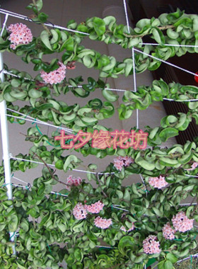藤本植物花卉 卷叶球兰 球兰花苗 球兰花盆栽 带种植盆一颗包邮