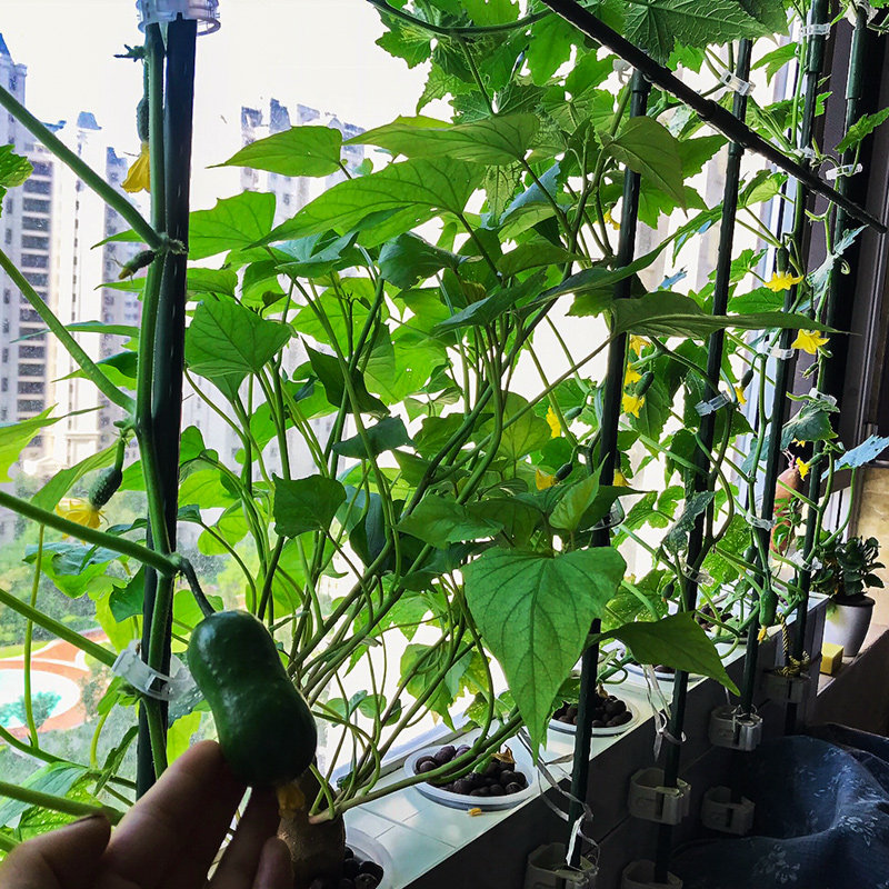 家庭室内蔬菜种植箱槽智能无土栽培水培设备花盆家用阳台种菜神器