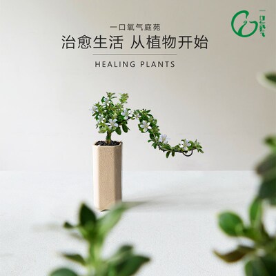 一口氧气金边六月雪悬崖式盆景室内绿植办公桌面小盆栽禅意摆件