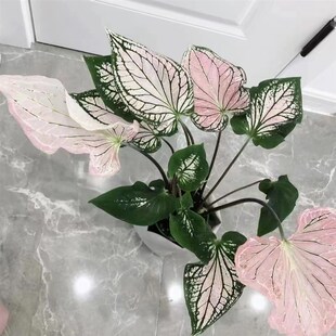 粉色和声彩叶芋网红竹芋白色恋人草莓之心甜心彩叶芋室内阳台植物