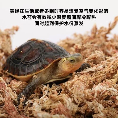 黄缘龟冬眠箱过冬垫材乌龟冬眠用品饲养箱智利水苔小龟冬眠盒套装