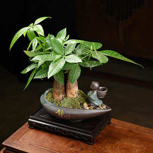 发财树米竹盆栽绿植花卉盆景组吸甲醛室内桌面好养净化空气创意