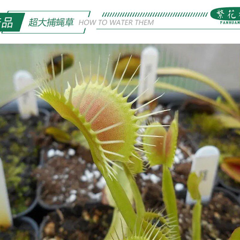 超大捕蝇草食虫草扑蝇草驱蚊草捕蚊子苍蝇盆栽绿植食人花大嘴捕虫