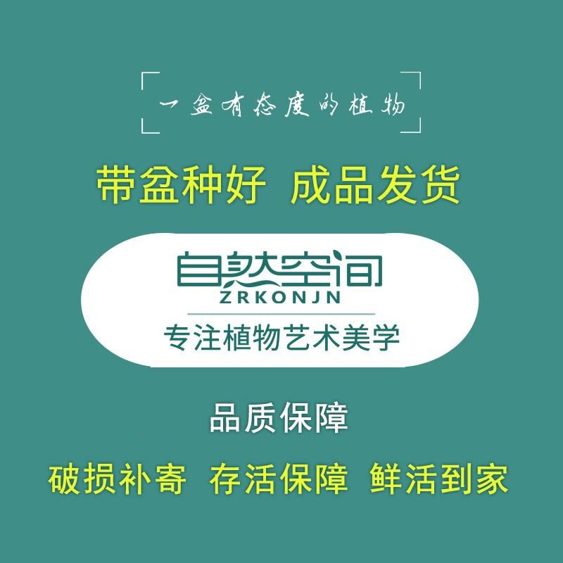 赤楠盆栽金明竹绿植室内组合盆景桌面室内办公客厅好养绿植美观