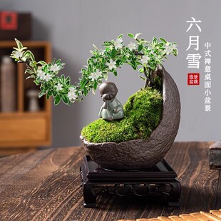 禅意/意境飘枝金边六月雪盆栽植物室内盆景办公室内桌面净化空气