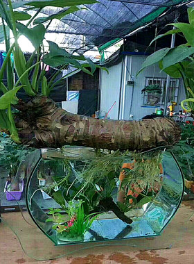 滴水观音盆栽小叶水养千手观音植物办公室内桌面水培玻璃缸瓶绿植