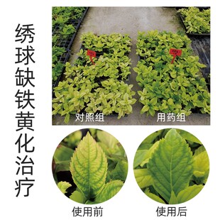 国光施奇黄叶必治氨基酸铁微量元素月季绣球黄叶小叶叶面肥水溶肥
