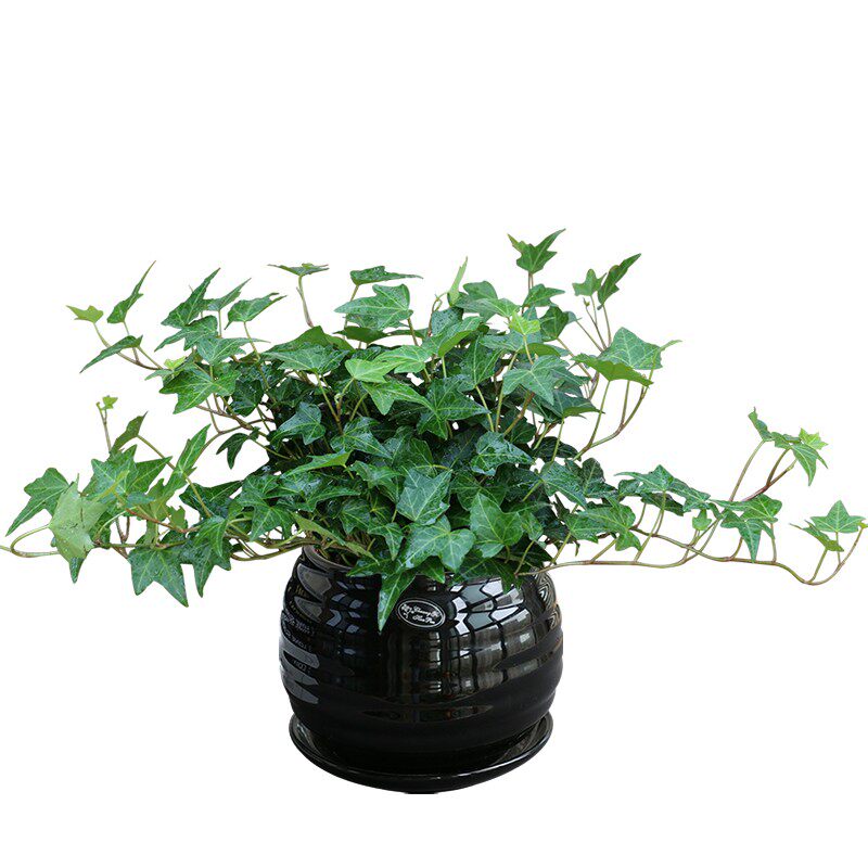 常春藤盆栽 吸甲醛除苯净化空气植物 卧室花卉绿植阳台办公室绿化