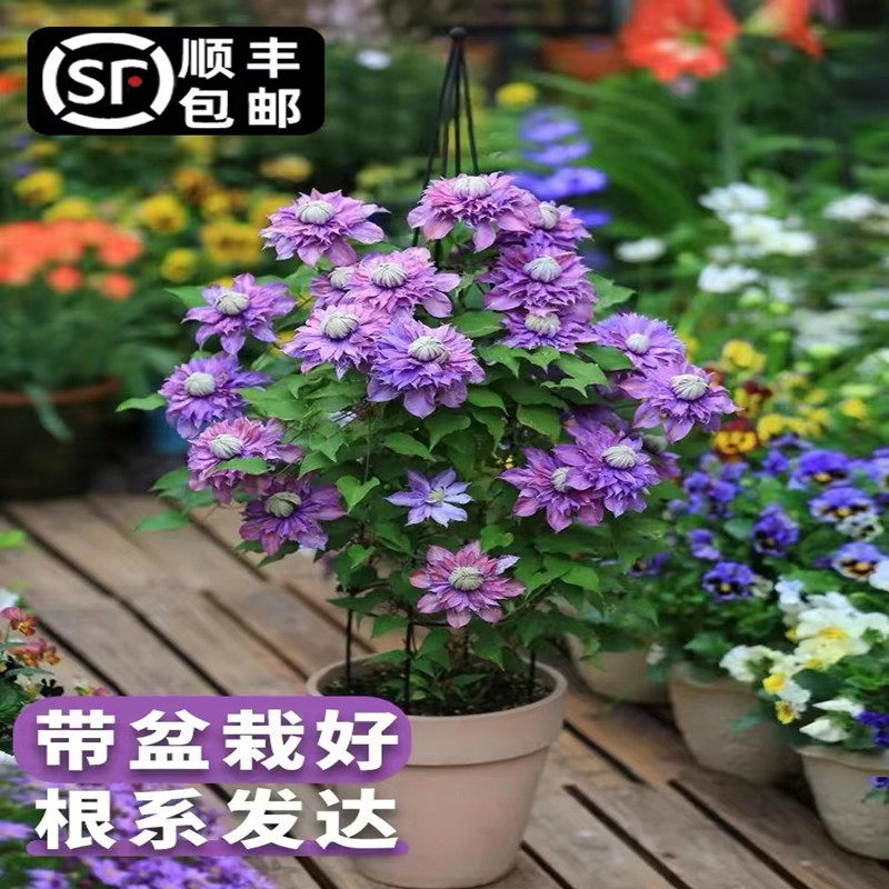 【2加仑大苗】铁线莲大苗爬藤植物盆地栽新幻紫乌托邦藤本带花苞