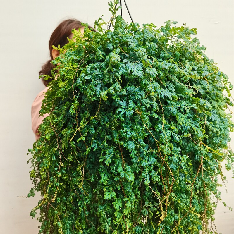 变色龙珊瑚蕨盆栽室内垂吊观叶植物 耐阴净化空气适合新手养植
