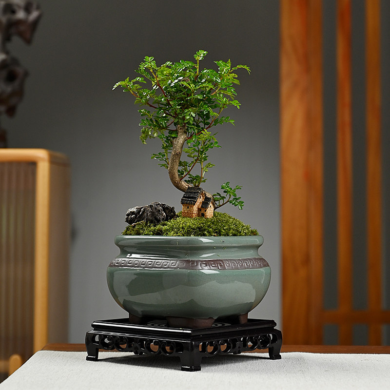 造型清香胡椒木发财树盆景栽室内客厅净化空气绿植防虫驱蚊草植物