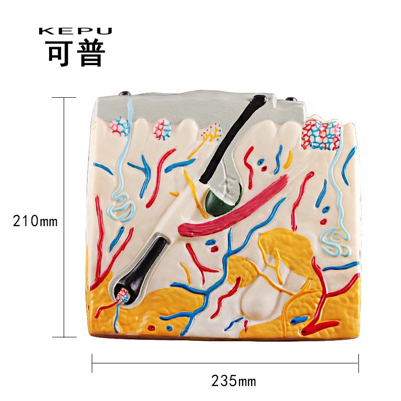 可普 立体皮肤结构模型初高中生物演示用教具中小学教学演示模具