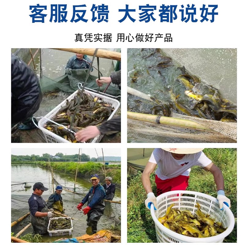通威黄骨鱼锦鲤观赏鱼金鱼高蛋白浮水颗粒鱼塘养殖室内养鱼食饲料