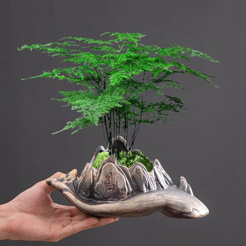中式粗陶文竹花盆高端创意绿植盆栽小号盆景盆茶室桌面装饰小摆件