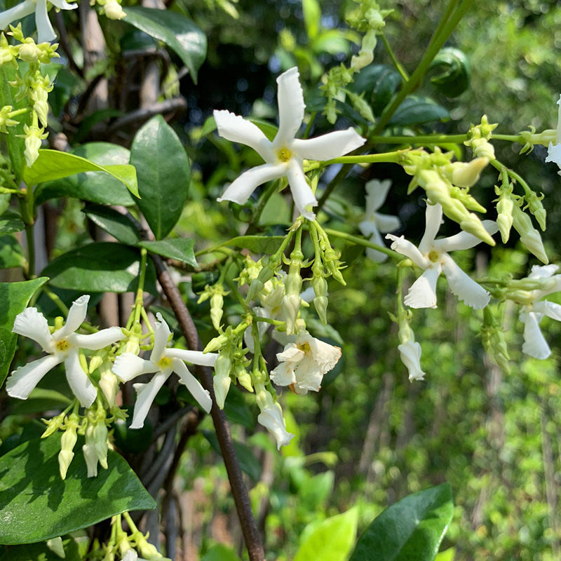 风车茉莉络石藤 花卉盆栽苗爬藤植物全年常绿易养庭院开花有香味