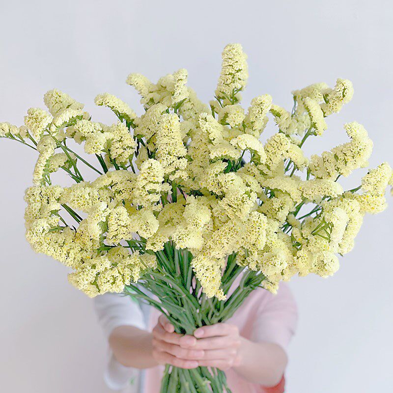 奶油黄色AA级勿忘我鲜花云南直发插花水养可做干花花期长送长辈顺
