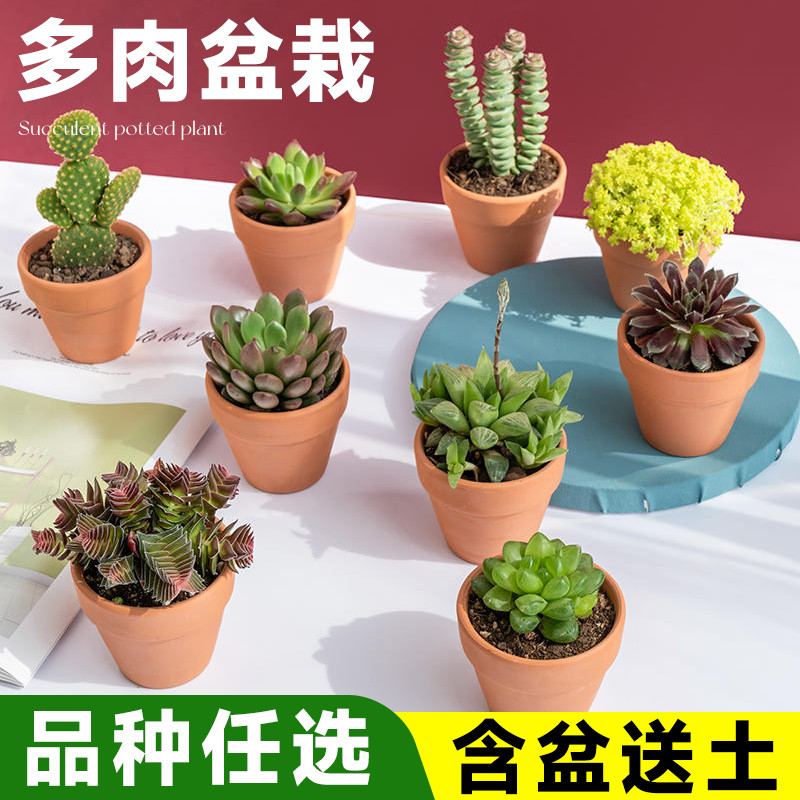 多肉植物组合小盆栽迷你仙人掌室内桌面仙人球高端花卉绿植含盆土