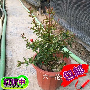 石榴花 潮汕红花 石榴花苗 红花苗 喜庆吉祥花苗庭院阳台盆栽绿植