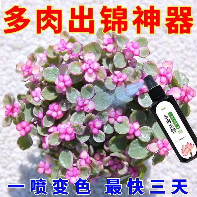 金枝玉叶变色药多肉快速出锦药水营养液催锦爆芽增色专用变色剂