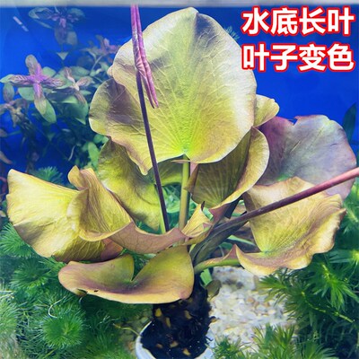 红河根鱼缸真水草开花净化水质淡水鱼缸造景阴性新手懒人水草植物