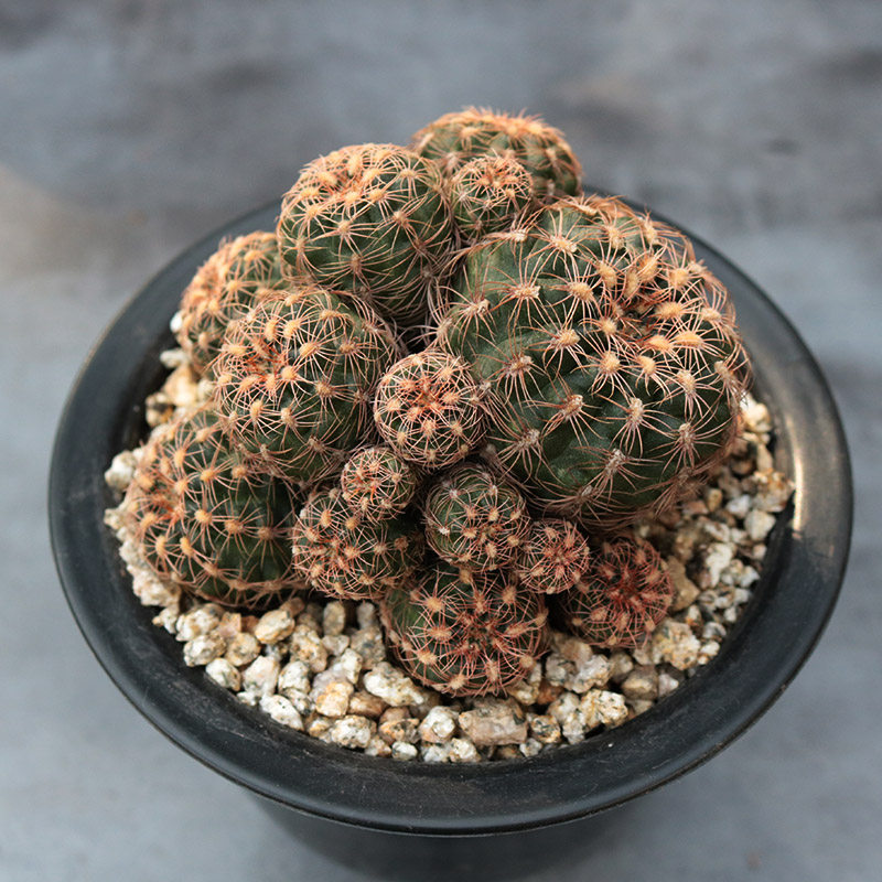 樱花罗星丸 仙人球裸萼球属火星丸胭脂红开花粉花美观好养易度夏
