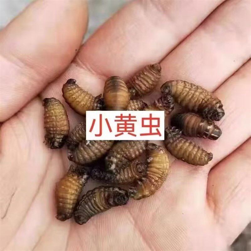 山东专用中皮虫皮虫通货统货活的粮食大皮虫大黑虫虫小黄虫口袋虫