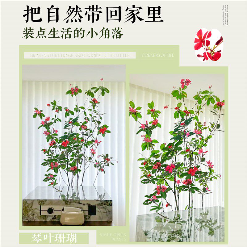 琴叶珊瑚盆栽客厅大花盆办公室内好养落地式大型绿植四季常青植物