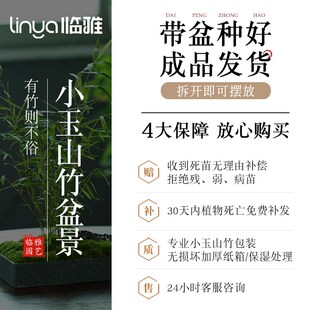 小玉山竹盆栽植物室内客厅中式禅意盆景好养绿植办公室内摆件创意