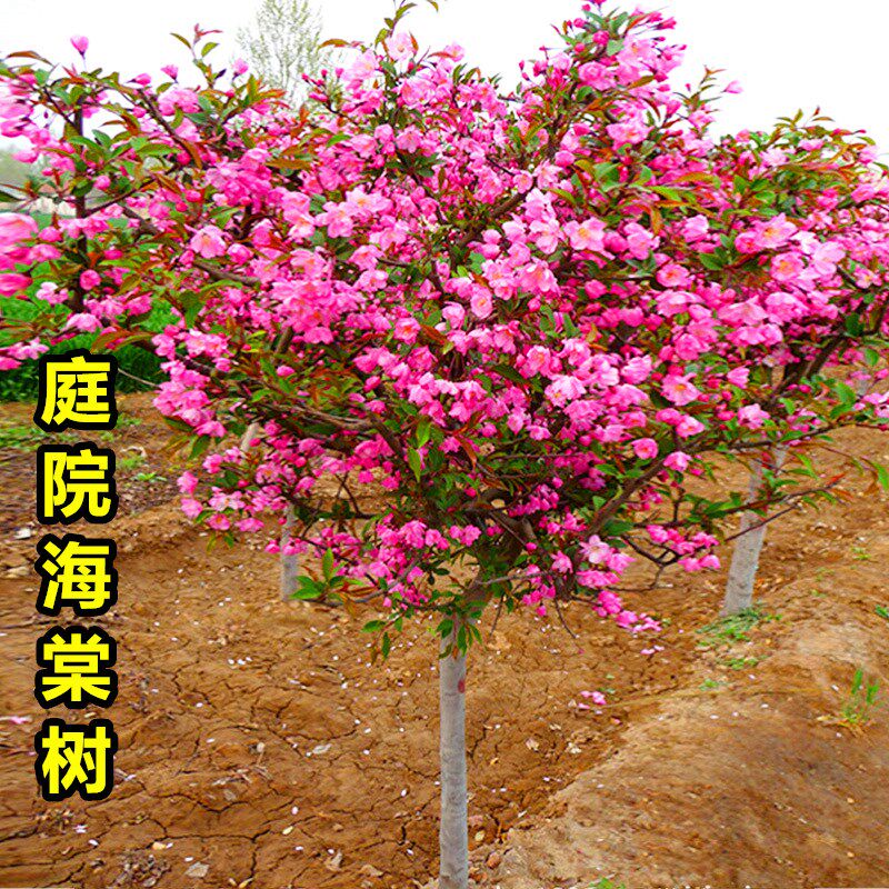 海棠树苗西府垂丝北美海棠花苗盆栽花卉阳台庭院种植绿化苗木植物