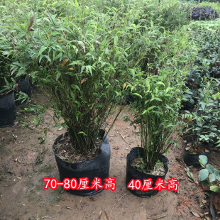 竹子苗 慈孝竹苗孝顺竹 凤尾竹苗米竹苗罗汉竹佛肚竹紫竹庭院竹类