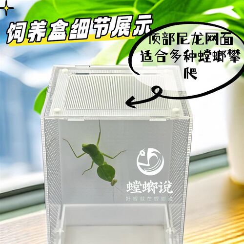 鸣虫生态饲养盒造景别墅鸣虫盒昆虫盒跳蛛蝈蝈螳螂饲养盒螳螂说