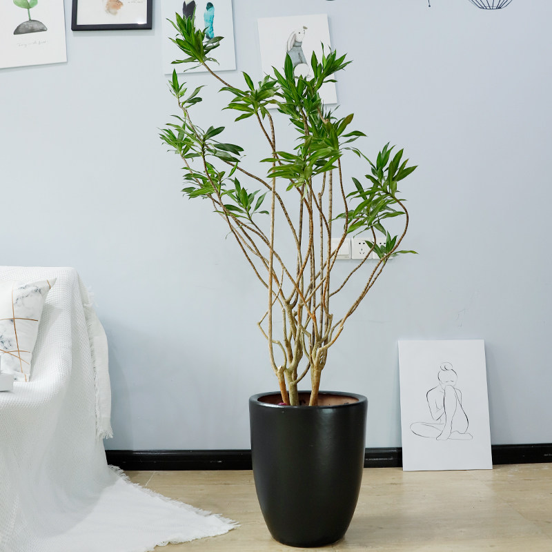 百合竹盆栽大型北欧风格网红盆栽大型植物客厅室内装饰净化空气