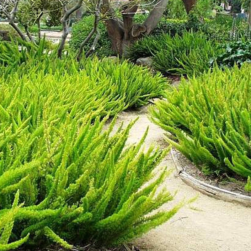 海蒂的花园狐尾天门冬多年生常绿植物室外庭院盆景观叶绿植盆栽苗