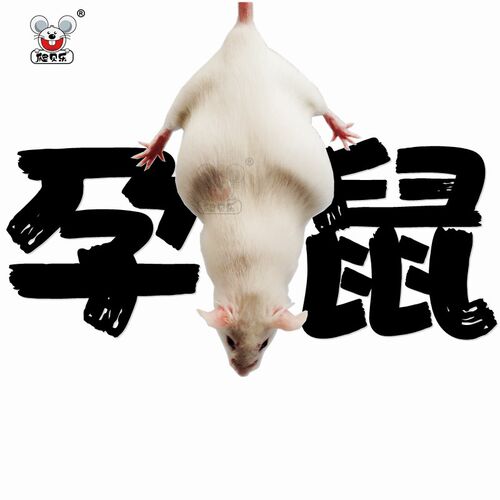 小白鼠怀孕母鼠喂蛇爬宠物粮角蛙蜥蜴繁殖组一公三母