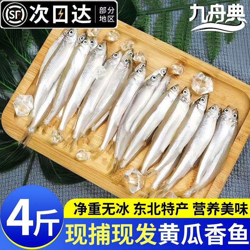 东北当季新捕无冰鲜活冷冻黄瓜鱼