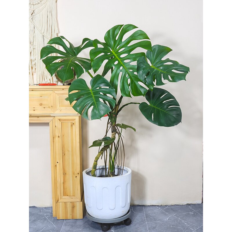 龟背芋大盆栽大叶开背植物室内客厅老桩吸甲醛净化空气真绿植观叶