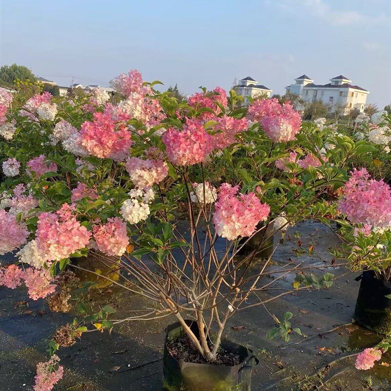 绣球花苗盆栽石灰灯北极熊香草草莓圆锥木绣球耐热耐寒