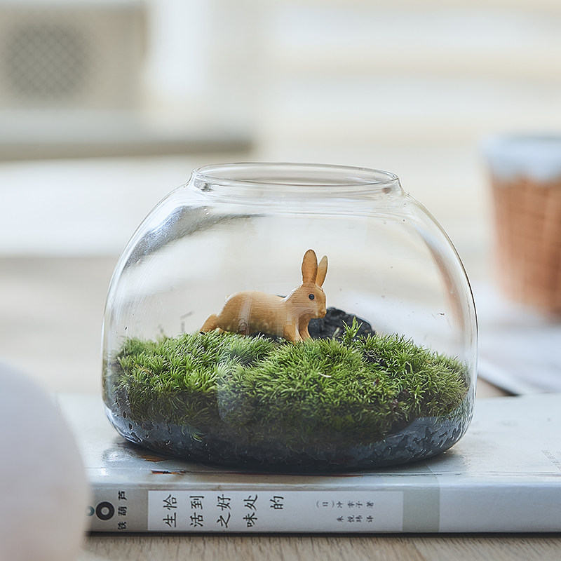 苔藓生态瓶微景观草坪盆栽办公室内桌面好养创意礼品微缩摆件绿植