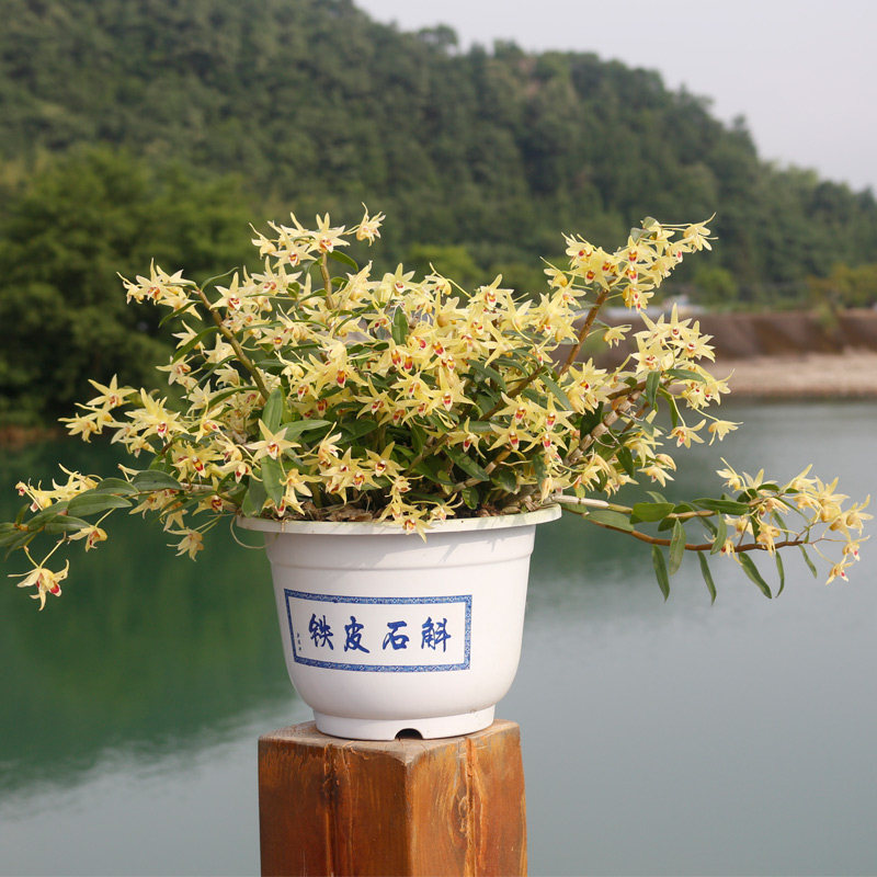 种好发货雁荡山铁皮石斛苗盆栽室内桌面绿植非霍山石斛花兰科植物