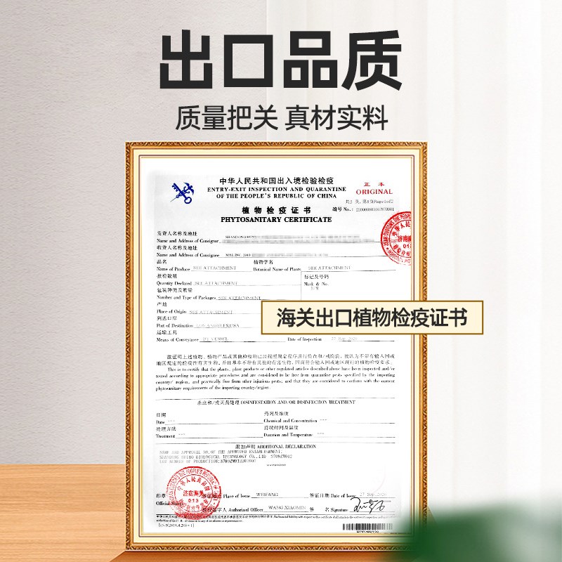 蘑菇种植包儿童可食用菌包平菇菌种家种香菇家庭新鲜菌棒懒人