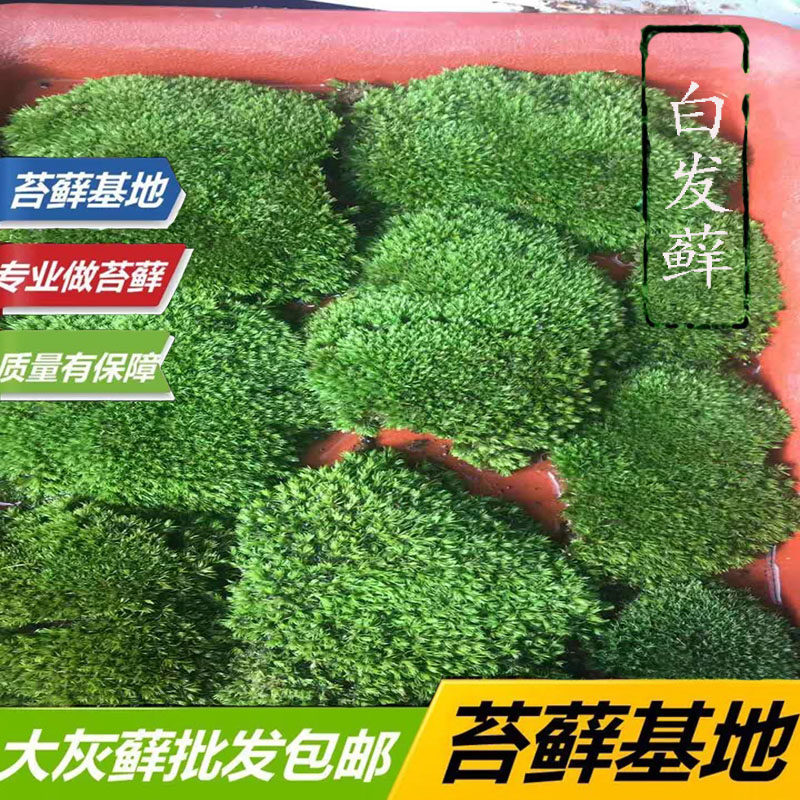 鲜活青苔苔藓植物微景观水陆雨林缸造景盆景园林庭院铺面假山植物