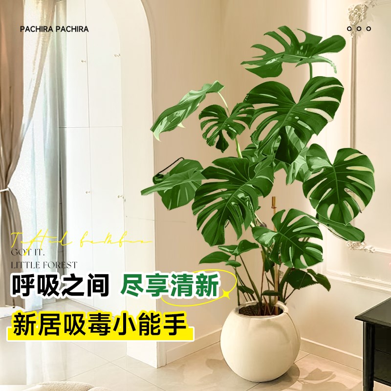 龟背竹客厅大盆栽丛生老桩大叶绿植室内大型植物落地大号禄植好养