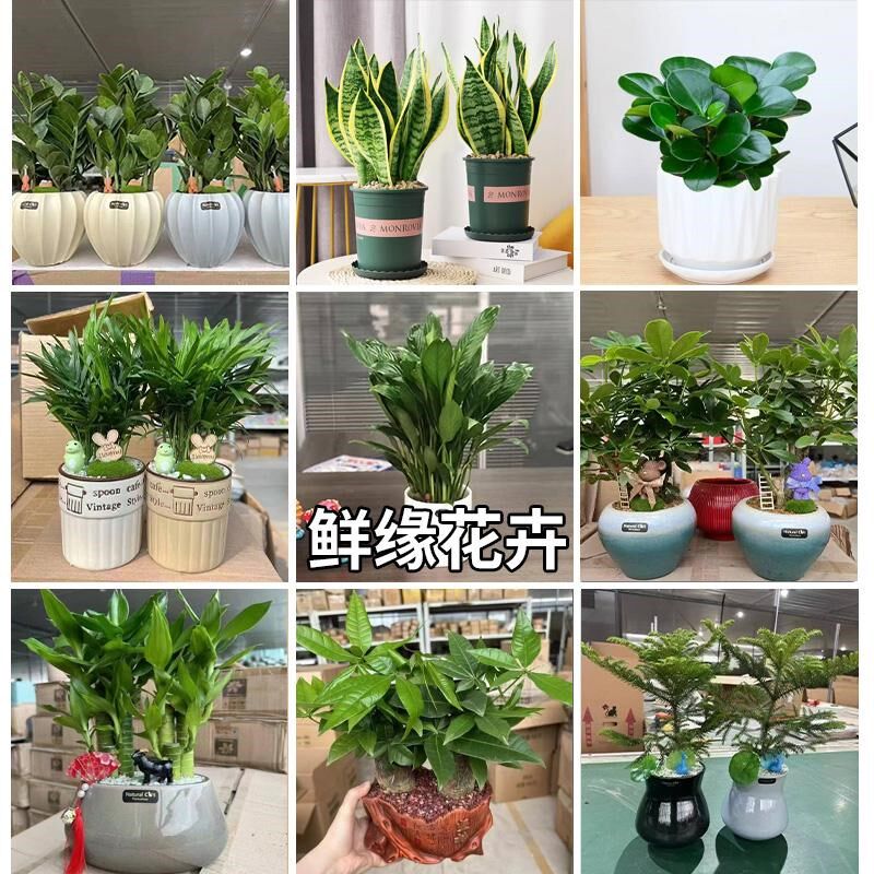 花卉盆栽白掌金钱树发财树盆景懒人好养室内四季常青盆栽办公客厅
