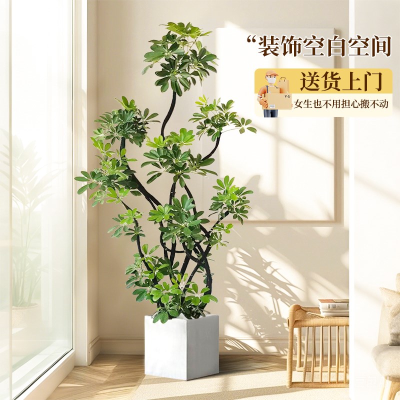 鸭脚木客厅大型绿植室内大盆栽鸭掌木鹅掌柴造型八方来财四季常青