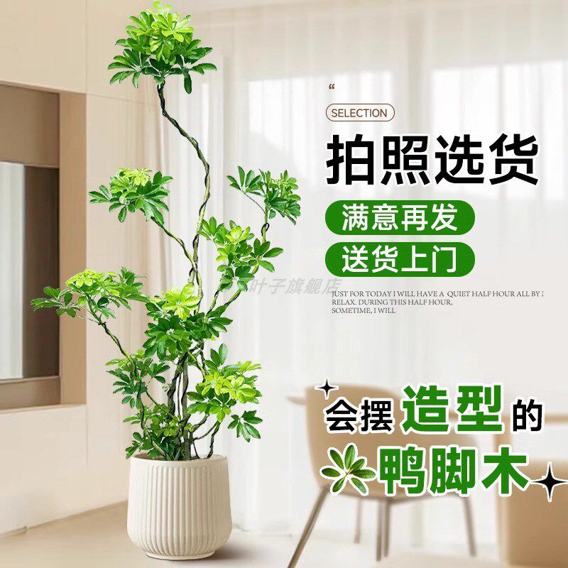 造型鸭脚木客厅大盆栽鸭掌鹅掌木室内乔迁落地式大型四季常青植物