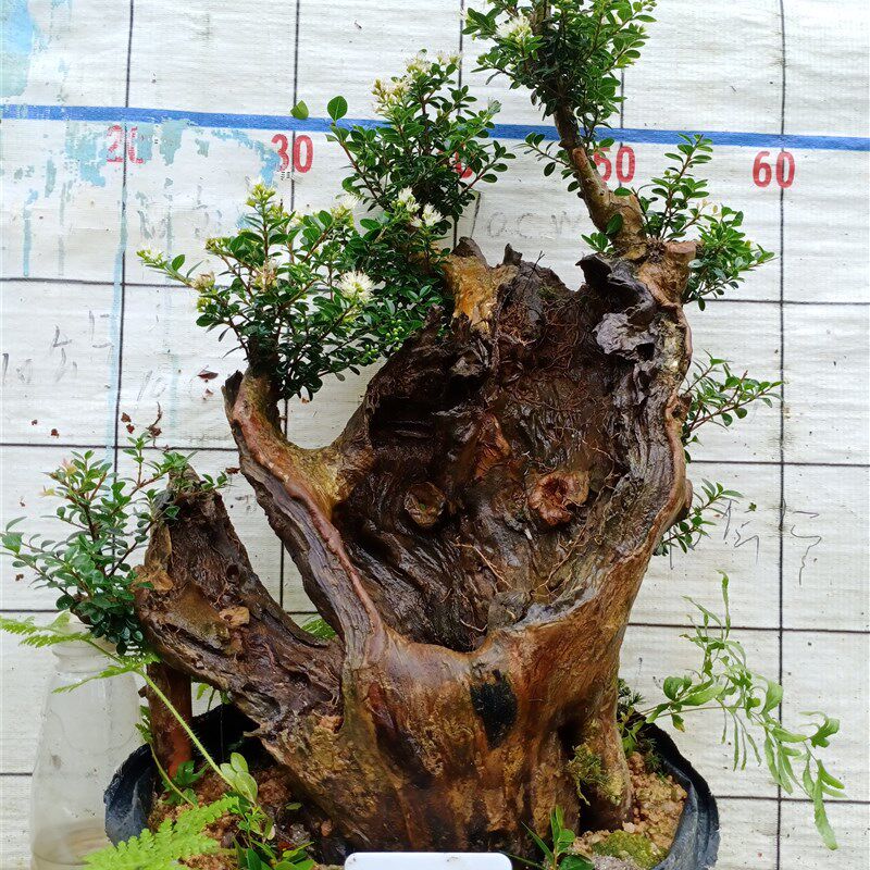 赤楠盆景 三叶红芽 小叶赤楠 熟桩 室内盆栽 花卉绿植包邮